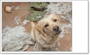 dogtrouble socialmarketingfella