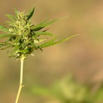 20141027201820 why tech innovators high on prospects legalized marijuana plant