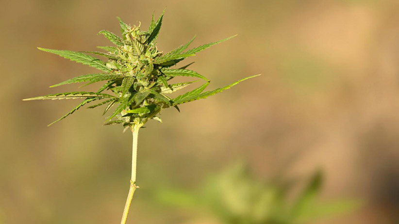 20141027201820 why tech innovators high on prospects legalized marijuana plant