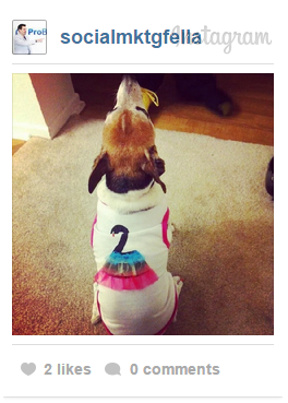 Canine inequality in social media Infographic