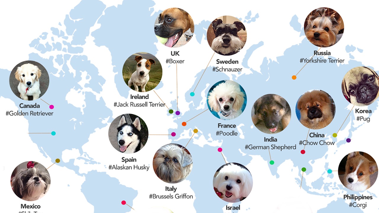 Pet Internet Trends 2014 header